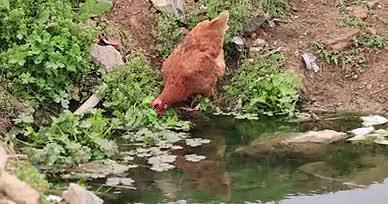 实拍母鸡河边找食物视频的预览图
